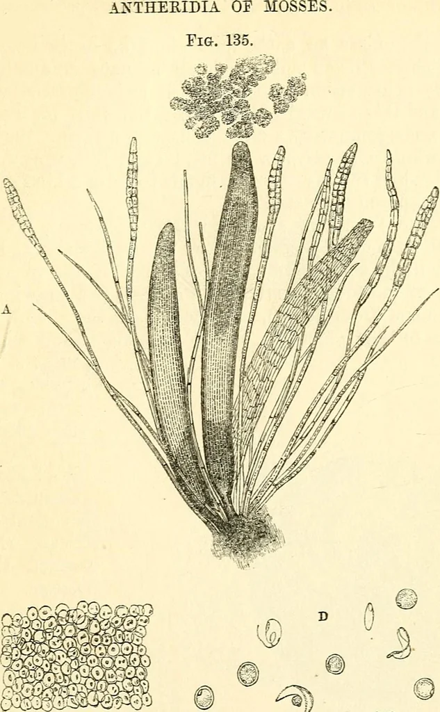 An illustration from The microscope and its revelations, 1856, leaf 418