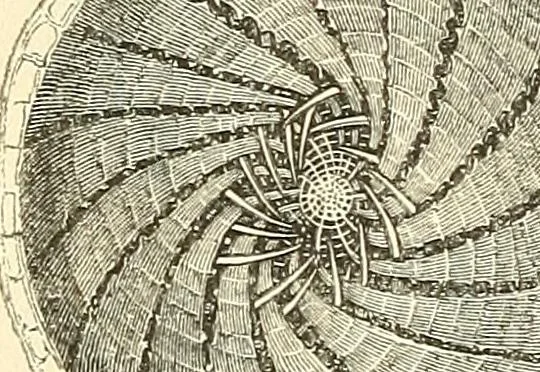 An illustration from The microscope and its revelations, 1856, leaf 419