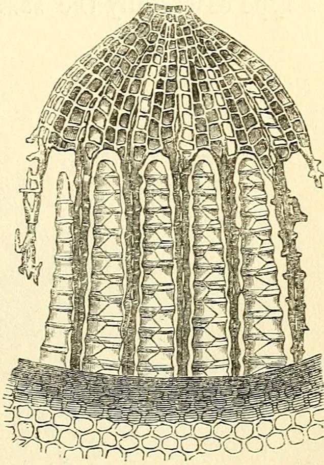 An illustration from The microscope and its revelations, 1856, leaf 420