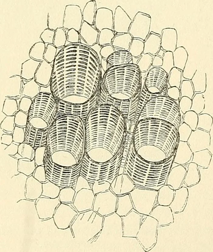 An illustration from The microscope and its revelations, 1856, leaf 421