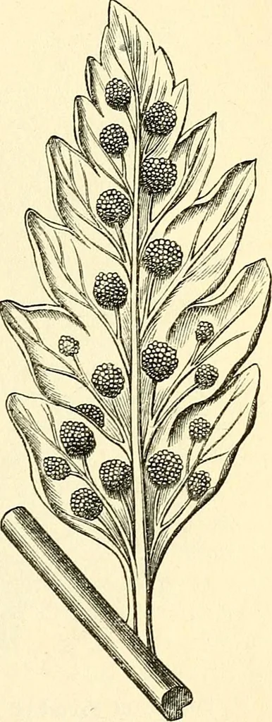 An illustration from The microscope and its revelations, 1856, leaf 422