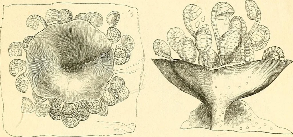 An illustration from The microscope and its revelations, 1856, leaf 424