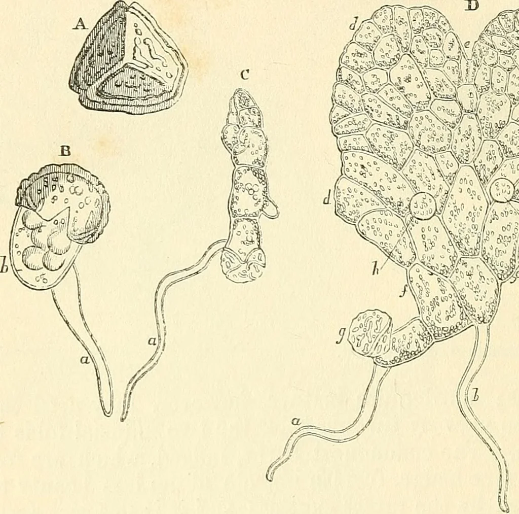 An illustration from The microscope and its revelations, 1856, leaf 425