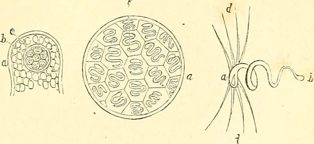 An illustration from The microscope and its revelations, 1856, leaf 426