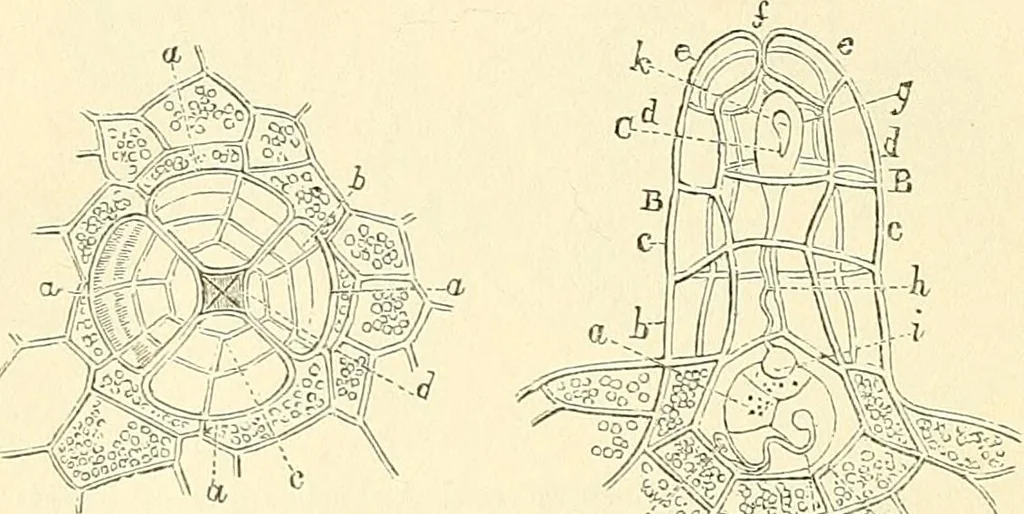 An illustration from The microscope and its revelations, 1856, leaf 427