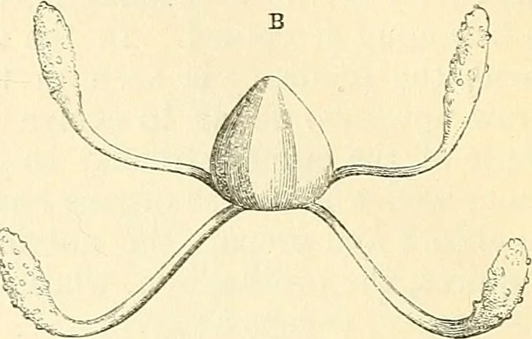 An illustration from The microscope and its revelations, 1856, leaf 429