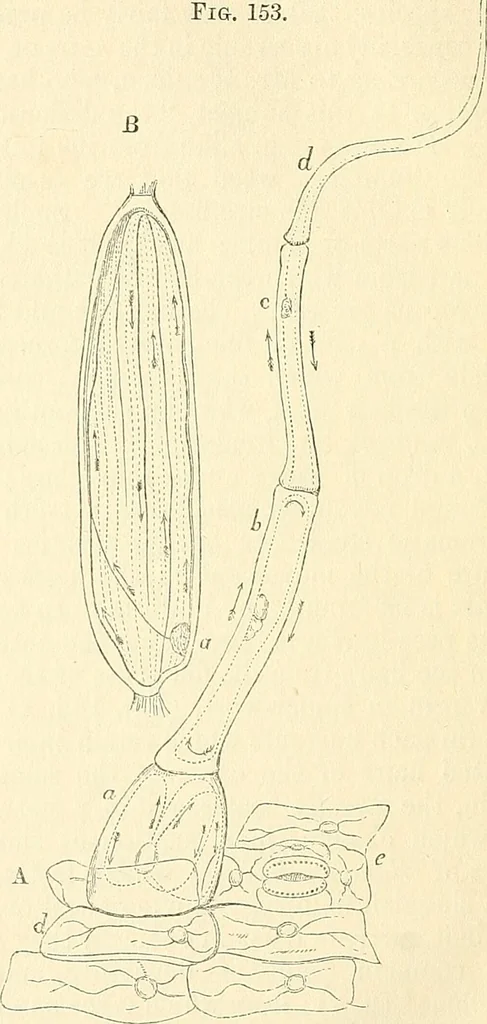 An illustration from The microscope and its revelations, 1856, leaf 439