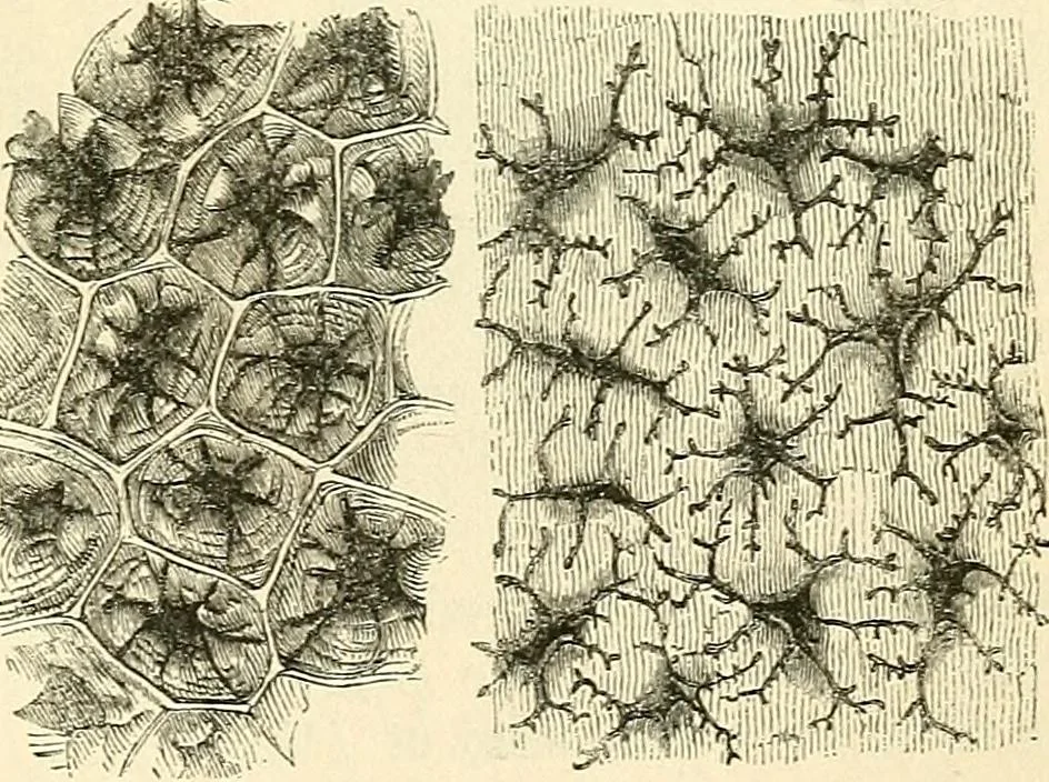 An illustration from The microscope and its revelations, 1856, leaf 440