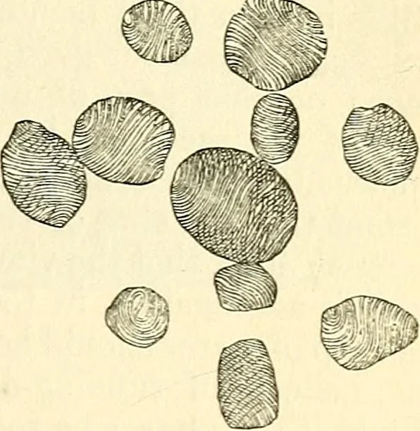 An illustration from The microscope and its revelations, 1856, leaf 442