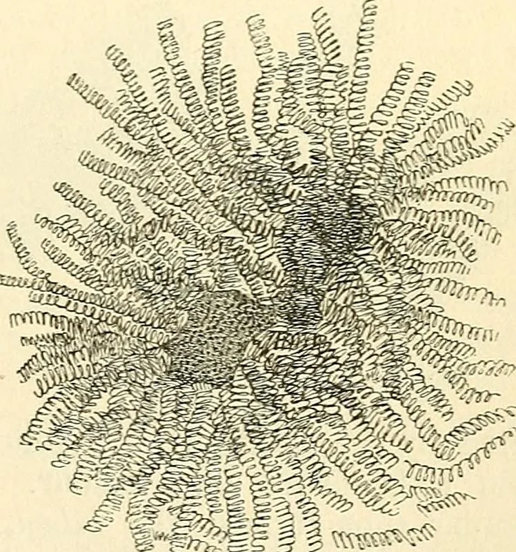 An illustration from The microscope and its revelations, 1856, leaf 442