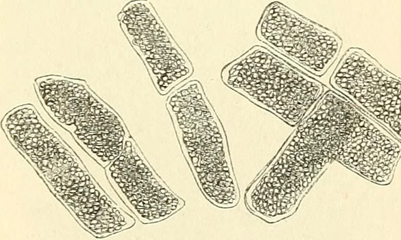 An illustration from The microscope and its revelations, 1856, leaf 443