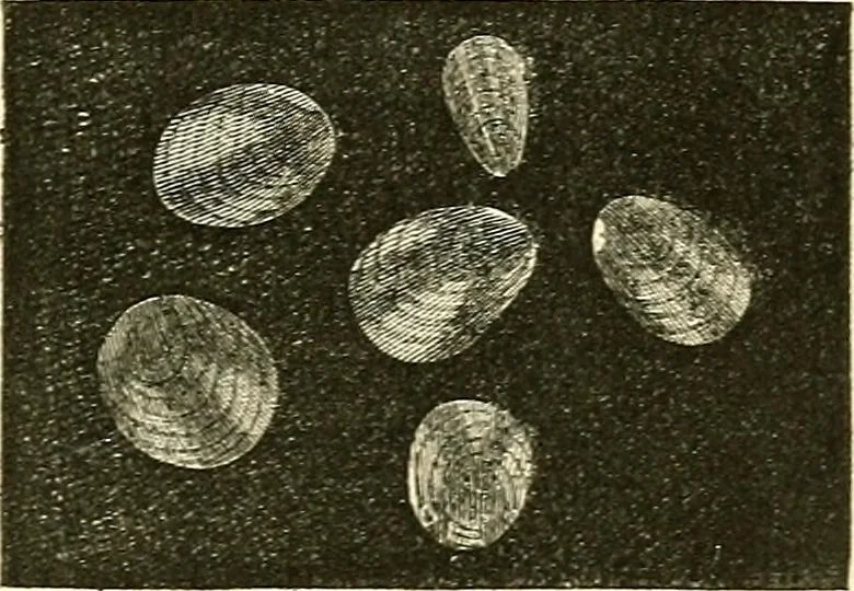 An illustration from The microscope and its revelations, 1856, leaf 444