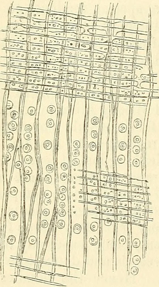 An illustration from The microscope and its revelations, 1856, leaf 447