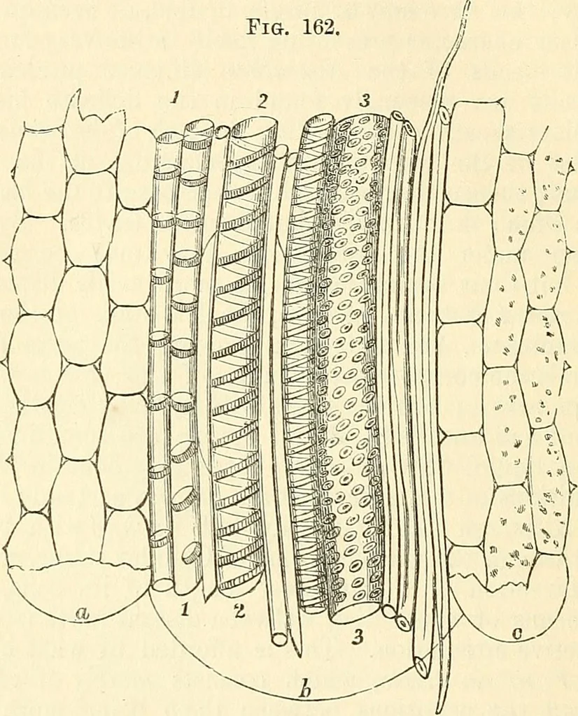 An illustration from The microscope and its revelations, 1856, leaf 449