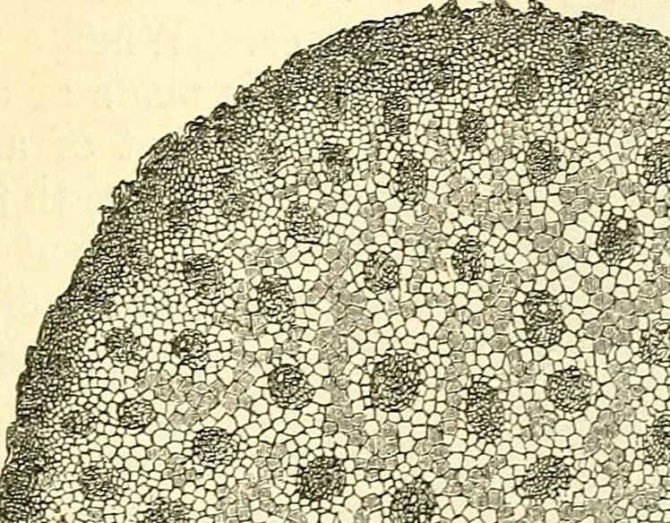 An illustration from The microscope and its revelations, 1856, leaf 452
