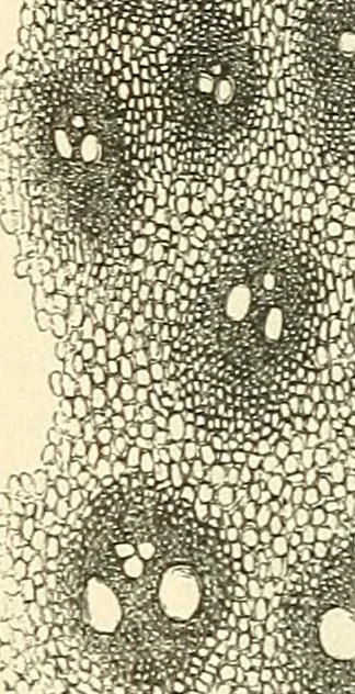 An illustration from The microscope and its revelations, 1856, leaf 453