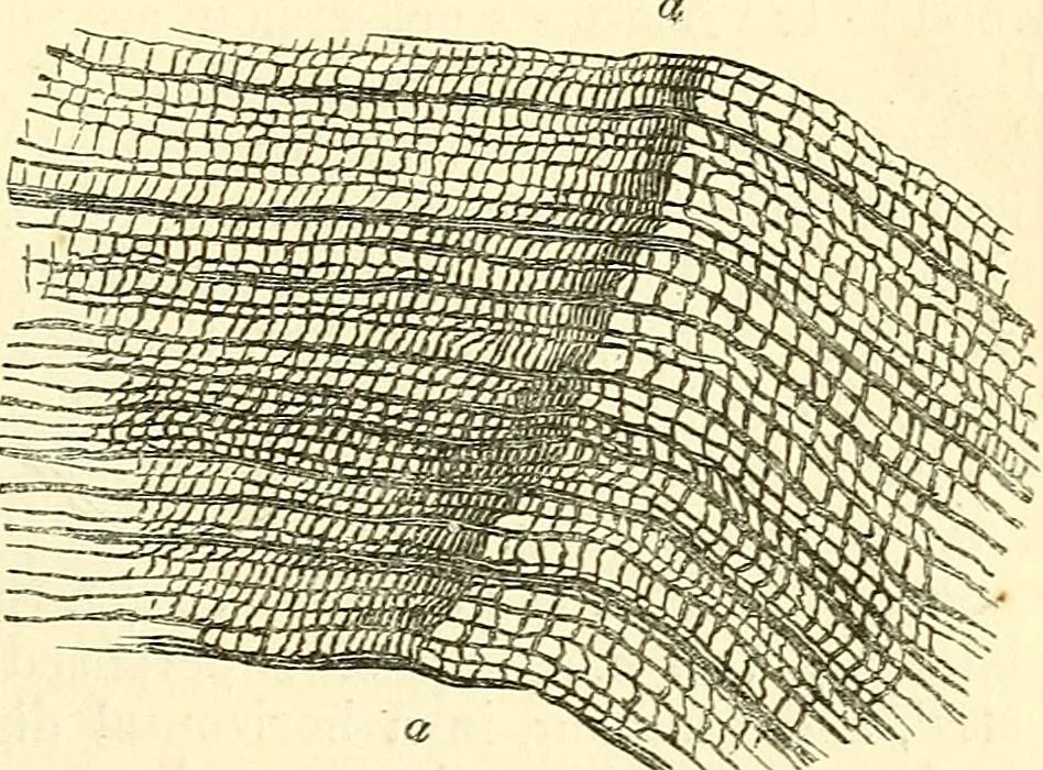 An illustration from The microscope and its revelations, 1856, leaf 458