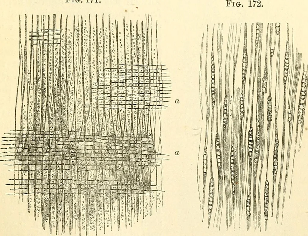 An illustration from The microscope and its revelations, 1856, leaf 458
