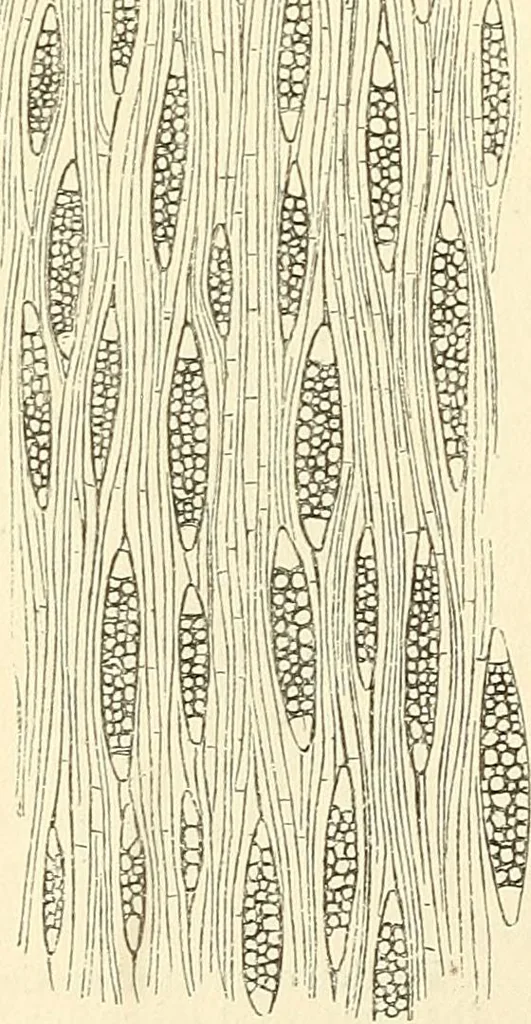 An illustration from The microscope and its revelations, 1856, leaf 459
