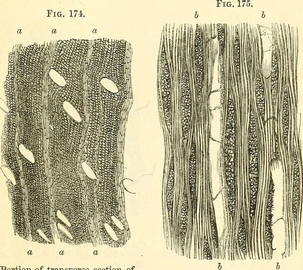 An illustration from The microscope and its revelations, 1856, leaf 460