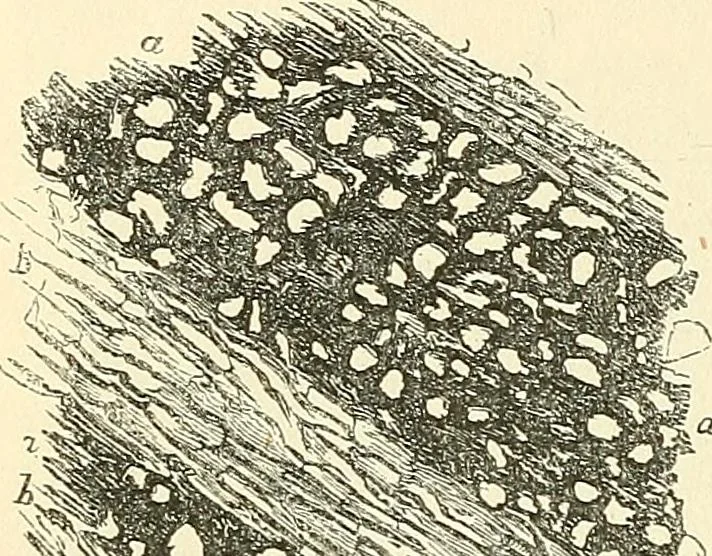 An illustration from The microscope and its revelations, 1856, leaf 461
