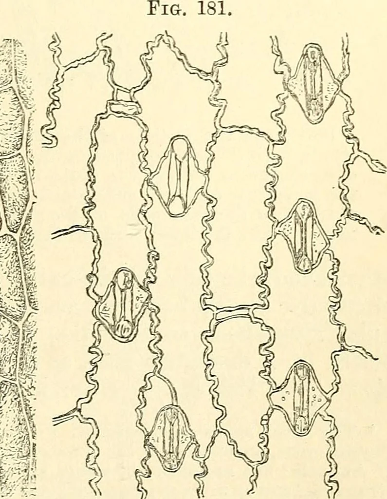 An illustration from The microscope and its revelations, 1856, leaf 466