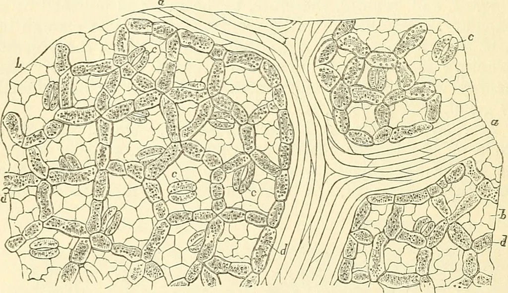 An illustration from The microscope and its revelations, 1856, leaf 467