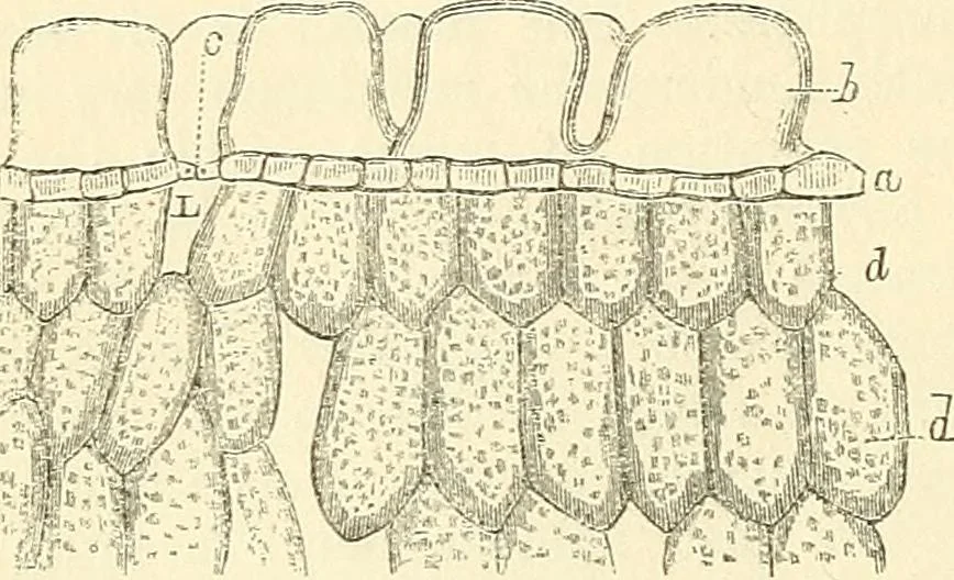 An illustration from The microscope and its revelations, 1856, leaf 469