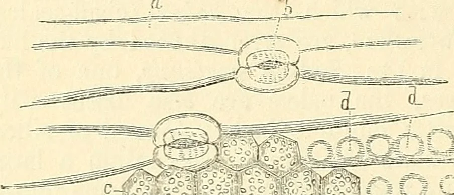An illustration from The microscope and its revelations, 1856, leaf 471