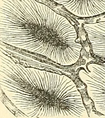 An illustration from The microscope and its revelations, 1856, leaf 475