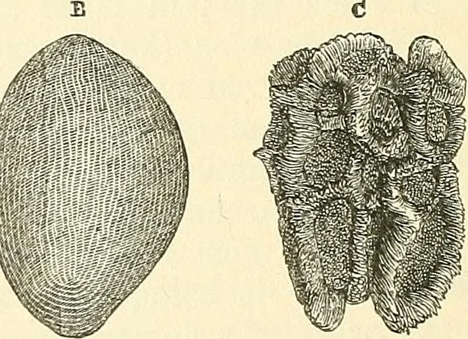 An illustration from The microscope and its revelations, 1856, leaf 483