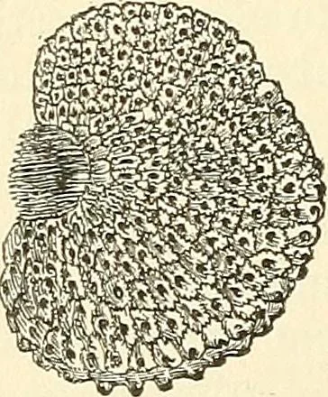 An illustration from The microscope and its revelations, 1856, leaf 483