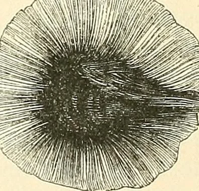 An illustration from The microscope and its revelations, 1856, leaf 483
