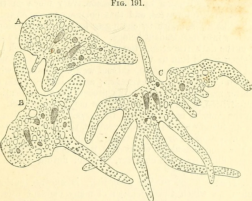An illustration from The microscope and its revelations, 1856, leaf 488