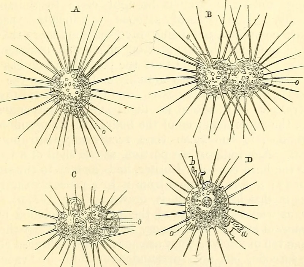 An illustration from The microscope and its revelations, 1856, leaf 490