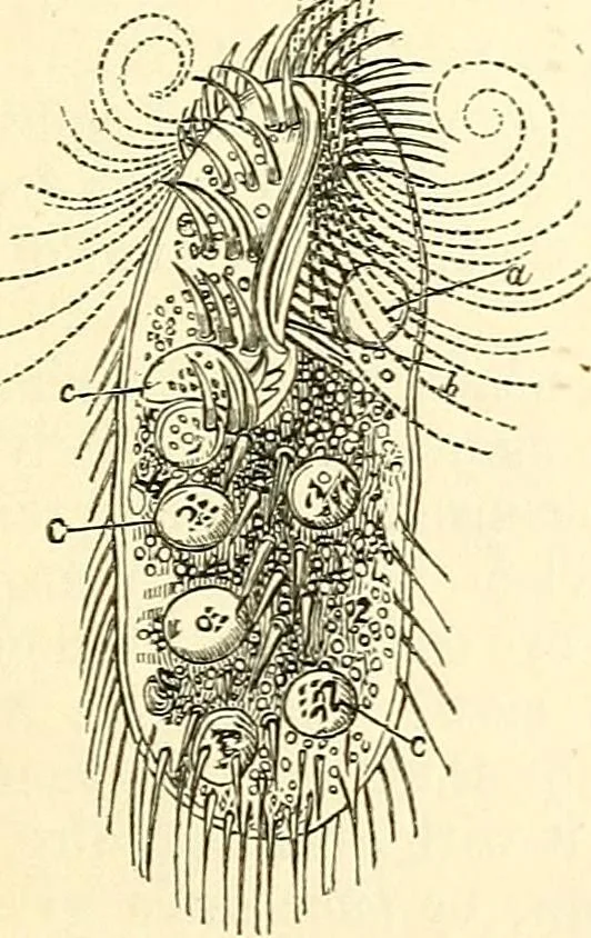An illustration from The microscope and its revelations, 1856, leaf 498