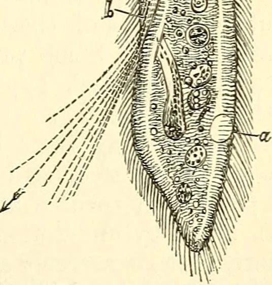 An illustration from The microscope and its revelations, 1856, leaf 498