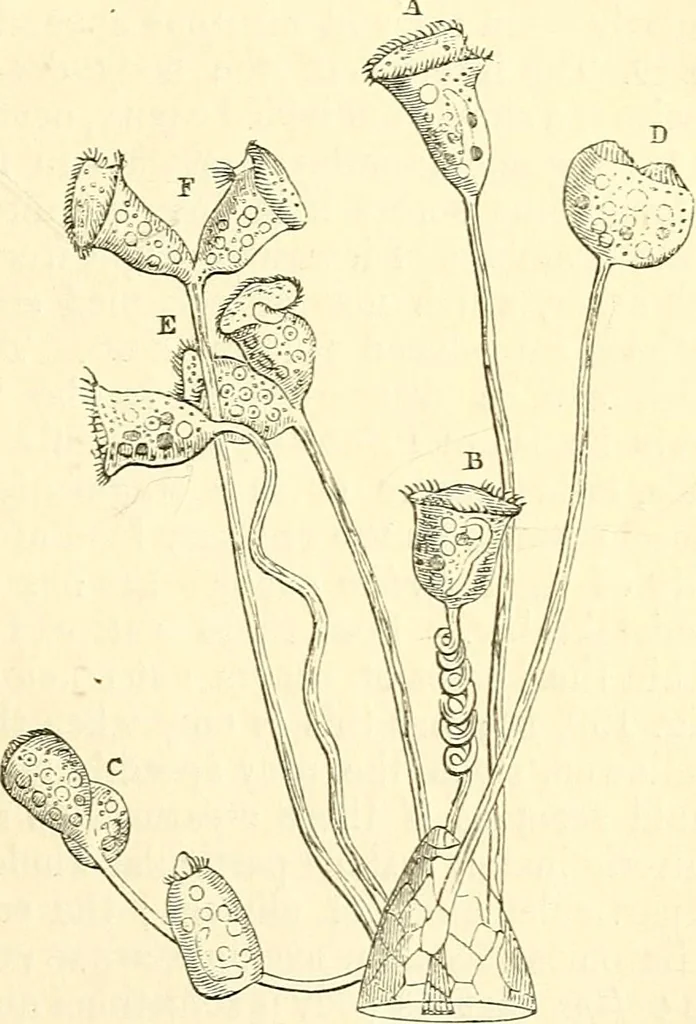 An illustration from The microscope and its revelations, 1856, leaf 500