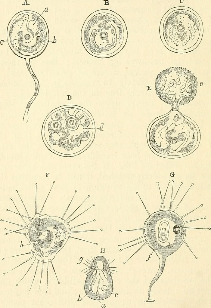 An illustration from The microscope and its revelations, 1856, leaf 505