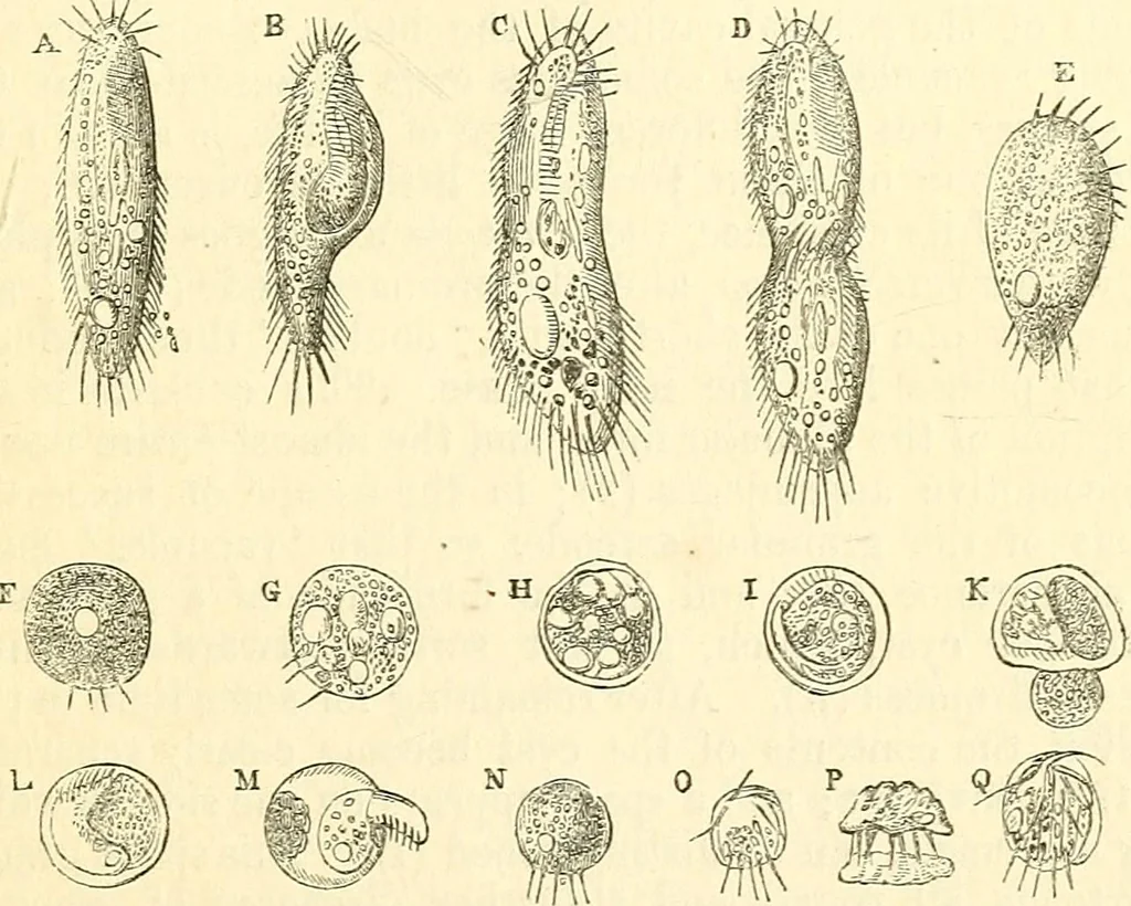 An illustration from The microscope and its revelations, 1856, leaf 506