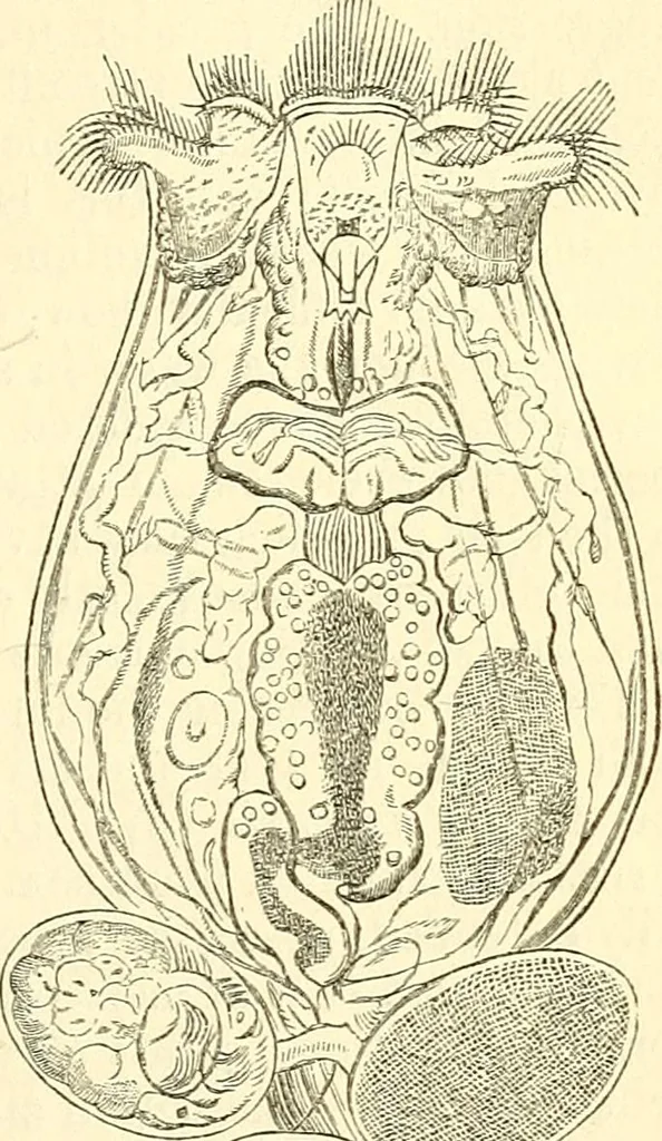 An illustration from The microscope and its revelations, 1856, leaf 514