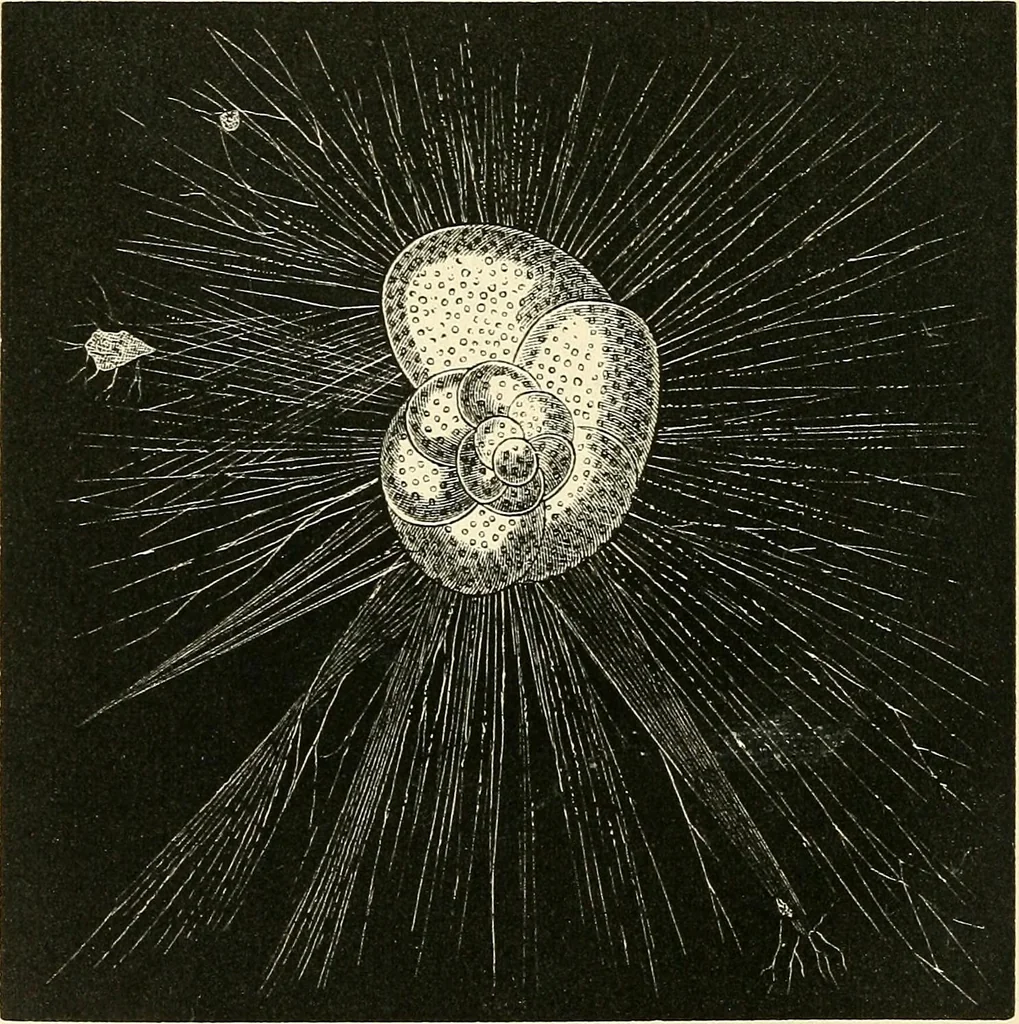 An illustration from The microscope and its revelations, 1856, leaf 529