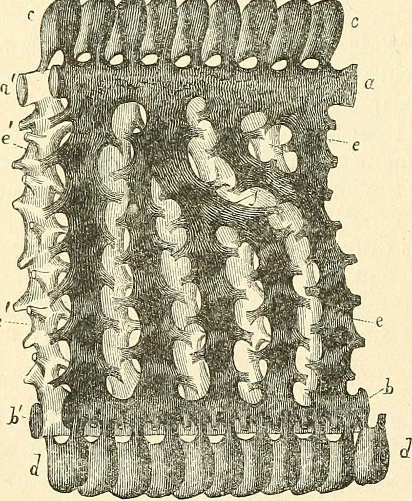 An illustration from The microscope and its revelations, 1856, leaf 535