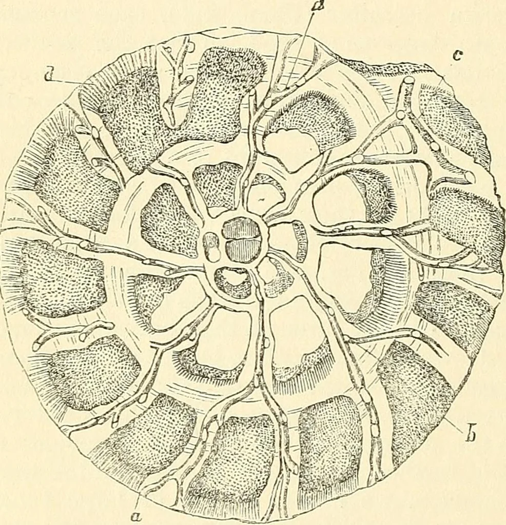 An illustration from The microscope and its revelations, 1856, leaf 539