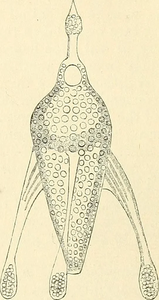 An illustration from The microscope and its revelations, 1856, leaf 543