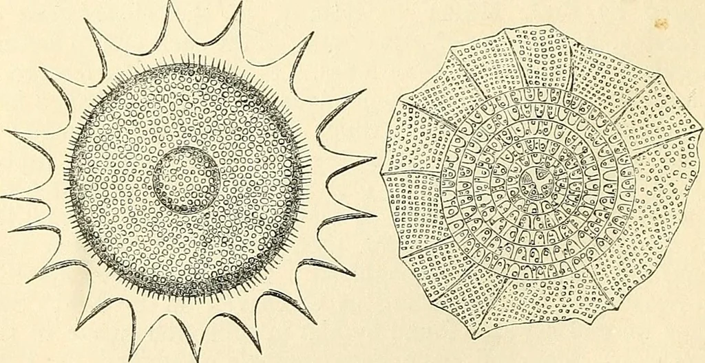 An illustration from The microscope and its revelations, 1856, leaf 543