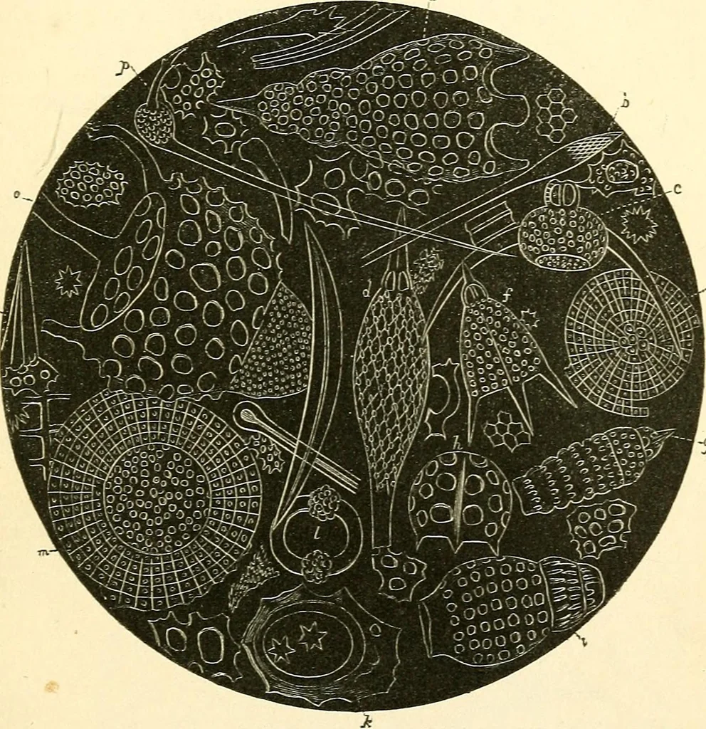 An illustration from The microscope and its revelations, 1856, leaf 544