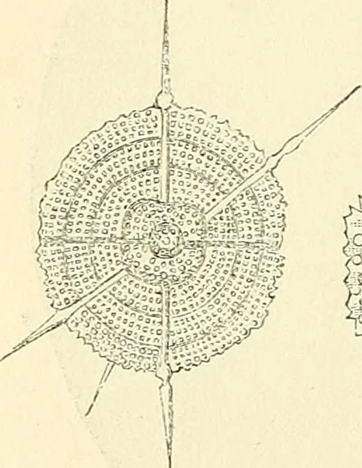 An illustration from The microscope and its revelations, 1856, leaf 545