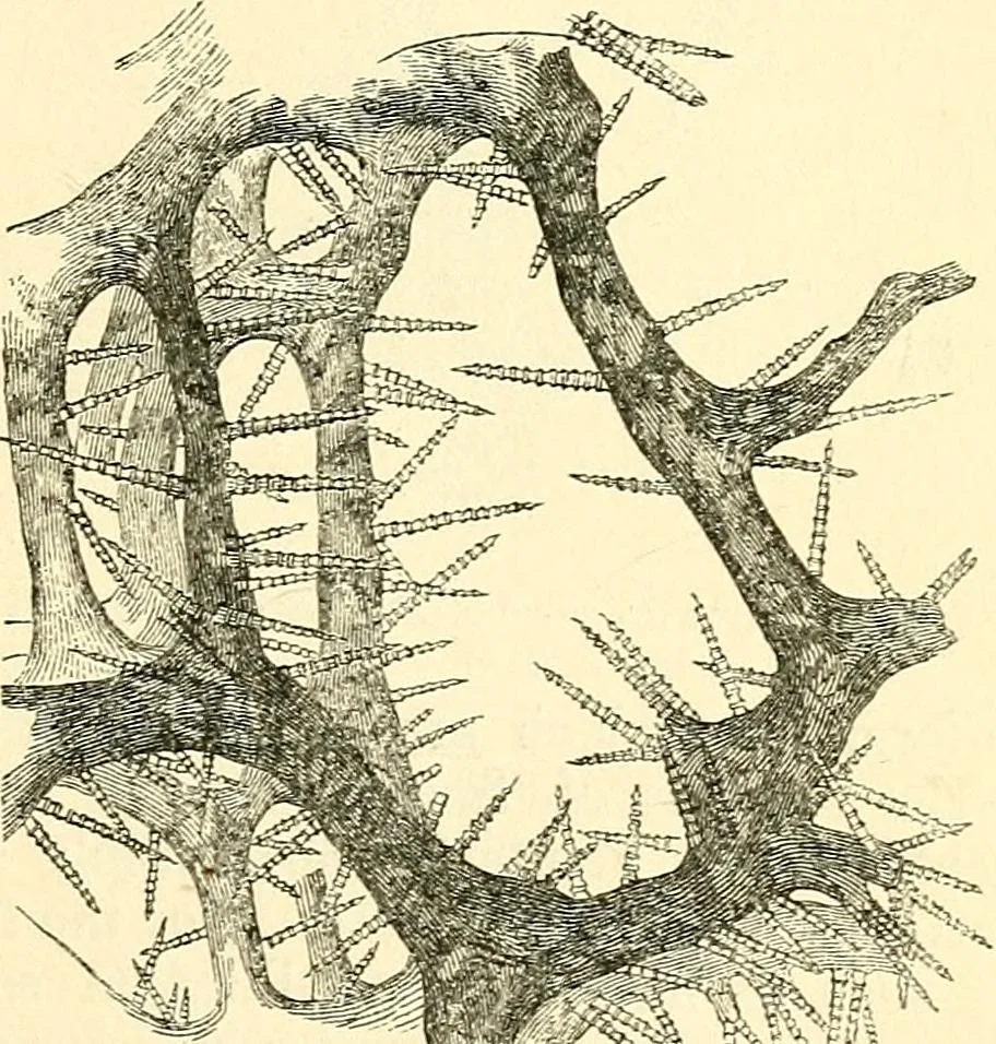 An illustration from The microscope and its revelations, 1856, leaf 548