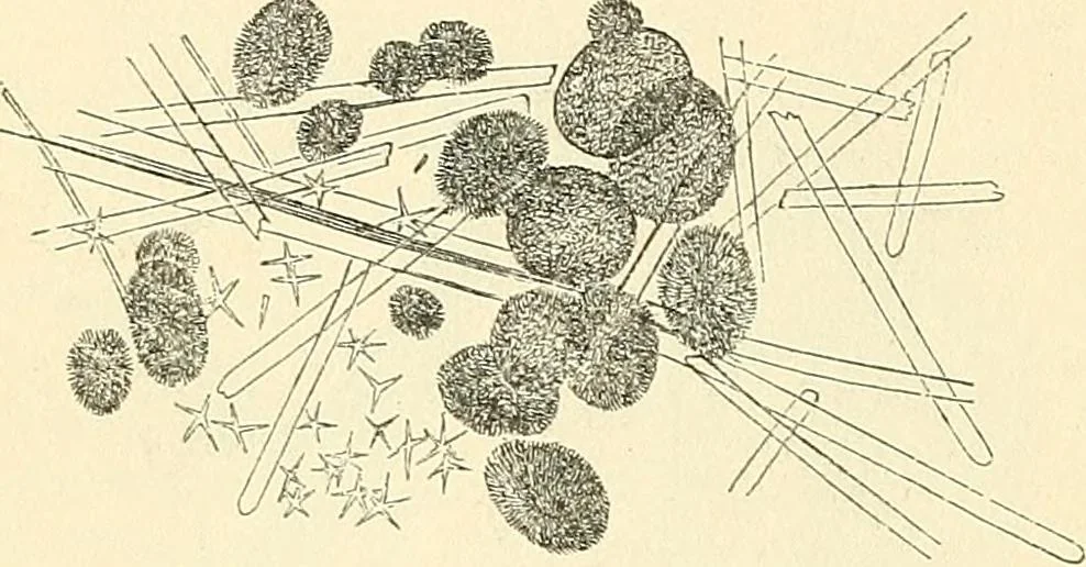 An illustration from The microscope and its revelations, 1856, leaf 549